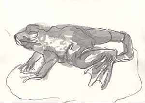 Graphitzeichnung auf Papier - Frosch 3
